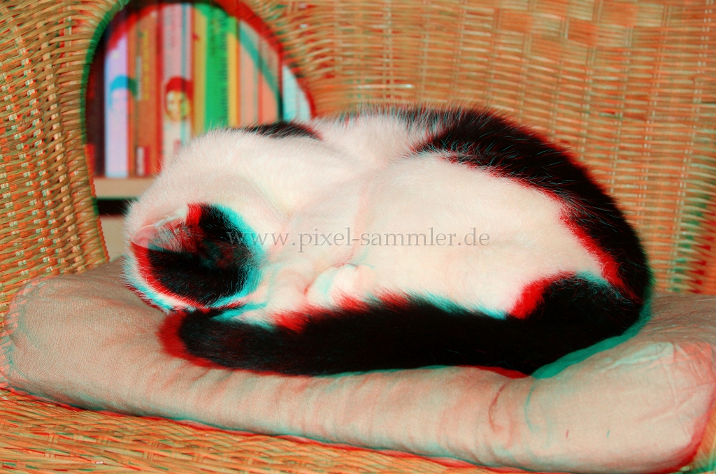 Katze2.JPG