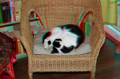 Katze