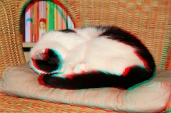 Katze2