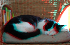 Katze3