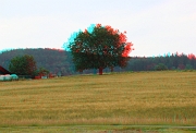 Baum