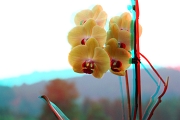 Orchid