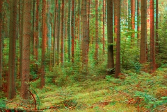 Wald1