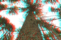Wald2