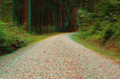 Wald5