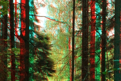 Wald6