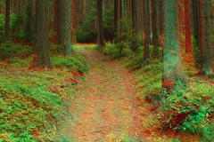 Wald7