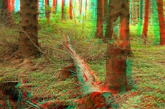 Wald8