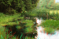 Waldteich
